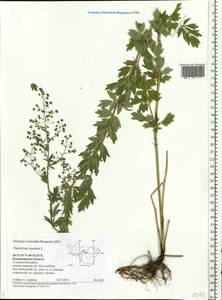 Thalictrum simplex L., Eastern Europe, Central region (E4) (Russia)
