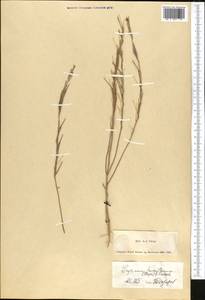 Erysimum leucanthemum (Stephan) B. Fedtsch., Middle Asia, Dzungarian Alatau & Tarbagatai (M5) (Kazakhstan)