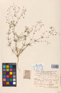 Spergula arvensis L., Eastern Europe, West Ukrainian region (E13) (Ukraine)