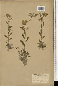 Onosma sericea Willd., Caucasus, Georgia (K4) (Georgia)