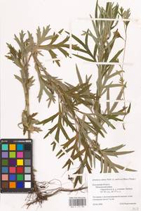 Artemisia umbrosa Turcz. ex DC., Eastern Europe, Central region (E4) (Russia)