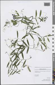 Lathyrus palustris L., Eastern Europe, Eastern region (E10) (Russia)