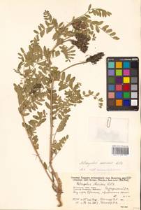 Astragalus marinus Boriss., Siberia, Russian Far East (S6) (Russia)