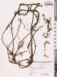 Hippuris vulgaris L., Siberia, Yakutia (S5) (Russia)