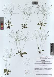 Androsace filiformis Retz., Siberia, Altai & Sayany Mountains (S2) (Russia)