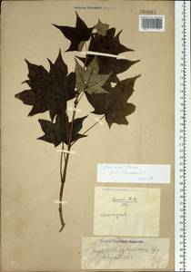 Acer pictum subsp. mono (Maxim.) H. Ohashi, Siberia, Russian Far East (S6) (Russia)