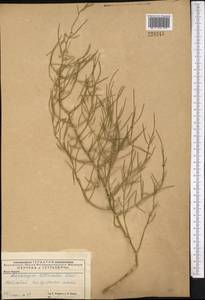 Asparagus inderiensis Blume ex Ledeb., Middle Asia, Caspian Ustyurt & Northern Aralia (M8) (Kazakhstan)