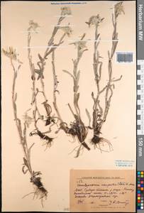 Leontopodium campestre (Ledeb.) Hand.-Mazz., Mongolia (MONG) (Mongolia)