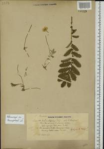 Argentina anserina subsp. anserina, Eastern Europe, Volga-Kama region (E7) (Russia)
