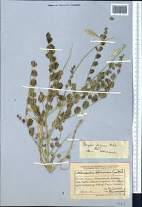 Astragalus dshimensis Gontsch., Middle Asia, Dzungarian Alatau & Tarbagatai (M5) (Kazakhstan)