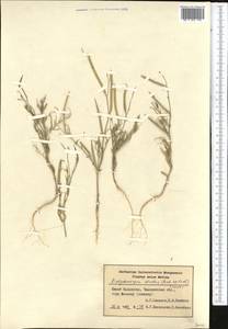 Diptychocarpus strictus (Fisch. ex M.Bieb.) Trautv., Middle Asia, Syr-Darian deserts & Kyzylkum (M7) (Kazakhstan)