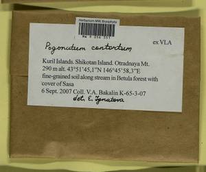 Pogonatum contortum (Menzies ex Brid.) Lesq., Bryophytes, Bryophytes - Russian Far East (excl. Chukotka & Kamchatka) (B20) (Russia)