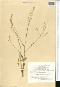 Neslia paniculata subsp. thracica (Velen.) Bornm., Middle Asia, Kopet Dag, Badkhyz, Small & Great Balkhan (M1) (Turkmenistan)