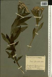 Senecio sarracenicus L., Eastern Europe, Moscow region (E4a) (Russia)