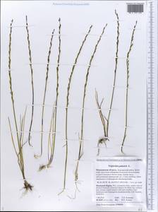 Triglochin palustris L., Eastern Europe, Northern region (E1) (Russia)