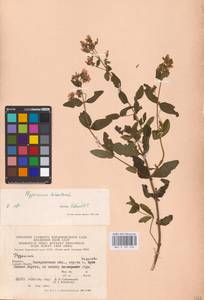 Hypericum hirsutum L., Eastern Europe, West Ukrainian region (E13) (Ukraine)