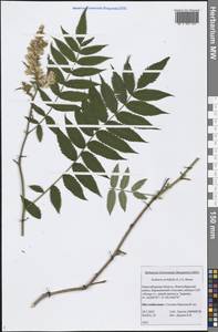 Sorbaria sorbifolia (L.) A. Braun, Siberia, Western Siberia (S1) (Russia)