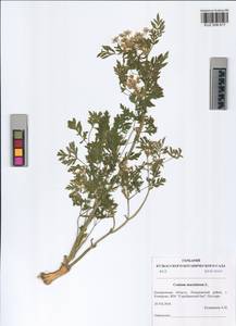 Conium maculatum L., Siberia, Altai & Sayany Mountains (S2) (Russia)