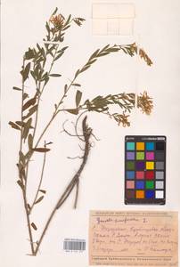 Genista tinctoria L., Eastern Europe, Middle Volga region (E8) (Russia)