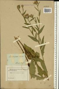 Centaurea jacea L., Eastern Europe, South Ukrainian region (E12) (Ukraine)