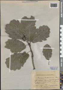 Quercus hartwissiana Steven, Caucasus, Krasnodar Krai & Adygea (K1a) (Russia)
