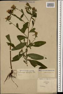 Centaurea phrygia subsp. salicifolia (M. Bieb. ex Willd.) Mikheev, Caucasus, North Ossetia, Ingushetia & Chechnya (K1c) (Russia)