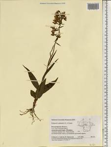 Epipactis palustris (L.) Crantz, Eastern Europe, Central region (E4) (Russia)
