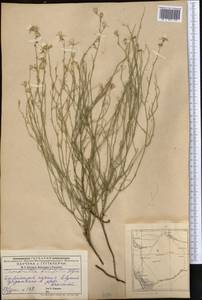 Chondrilla brevirostris Fisch. & C. A. Mey., Middle Asia, Caspian Ustyurt & Northern Aralia (M8) (Kazakhstan)