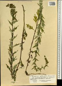 Artemisia stolonifera (Maxim.) Kom., Mongolia (MONG) (Mongolia)