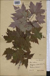 Acer rubrum L., America (AMER) (Russia)