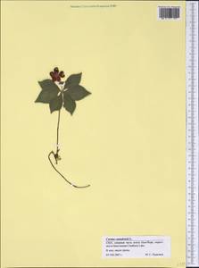 Cornus canadensis L., America (AMER) (United States)