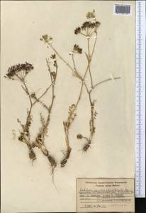 Oedibasis apiculata (Kar. & Kir.) Koso-Pol., Middle Asia, Western Tian Shan & Karatau (M3) (Kyrgyzstan)