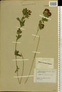Trifolium lupinaster L., Eastern Europe (no precise locality) (E0) (Not classified)
