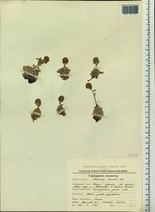 Artemisia glomerata Ledeb., Siberia, Chukotka & Kamchatka (S7) (Russia)