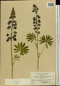 Lupinus polyphyllus Lindl., Eastern Europe, Moscow region (E4a) (Russia)