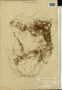 Cuscuta epithymum (L.) L., Eastern Europe, Lower Volga region (E9) (Russia)