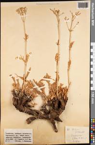 Patrinia intermedia (Hornem.) Roem. & Schult., Middle Asia, Western Tian Shan & Karatau (M3) (Kazakhstan)
