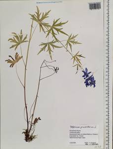 Delphinium grandiflorum L., Siberia, Yakutia (S5) (Russia)