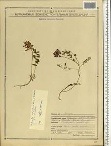 Astragalus norvegicus Grauer, Eastern Europe, Northern region (E1) (Russia)