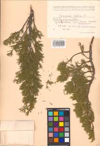 Juniperus sabina L., Eastern Europe, Eastern region (E10) (Russia)