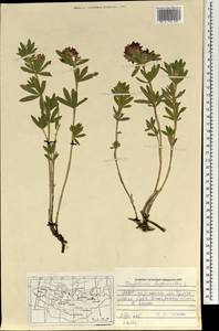 Trifolium lupinaster L., Mongolia (MONG) (Mongolia)