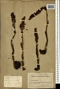 Neottia nidus-avis (L.) Rich., Caucasus, Azerbaijan (K6) (Azerbaijan)