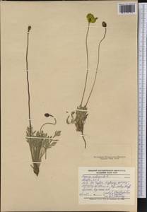 Papaver nudicaule L., America (AMER) (United States)