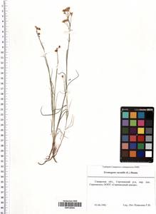 Eremogone saxatilis (L.) Ikonn., Eastern Europe, Middle Volga region (E8) (Russia)