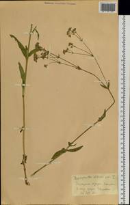 Gypsophila altissima L., Siberia, Altai & Sayany Mountains (S2) (Russia)