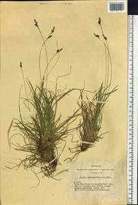 Carex ledebouriana C.A.Mey. ex Trevir., Siberia, Altai & Sayany Mountains (S2) (Russia)