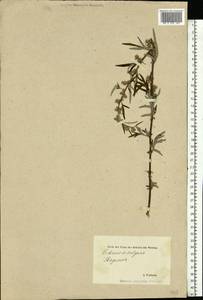 Artemisia vulgaris L., Eastern Europe, Estonia (E2c) (Estonia)