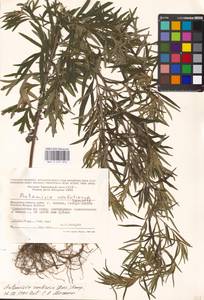 Artemisia umbrosa Turcz. ex DC., Eastern Europe, Moscow region (E4a) (Russia)