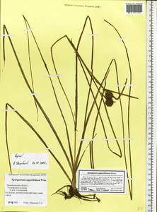 Sparganium angustifolium Michx., Eastern Europe, Northern region (E1) (Russia)