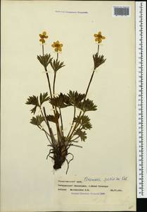 Anemonastrum narcissiflorum subsp. chrysanthum (Ulbr.) Raus, Caucasus, Stavropol Krai, Karachay-Cherkessia & Kabardino-Balkaria (K1b) (Russia)